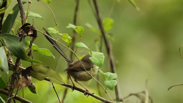 Variegated Fairywren - ML465583