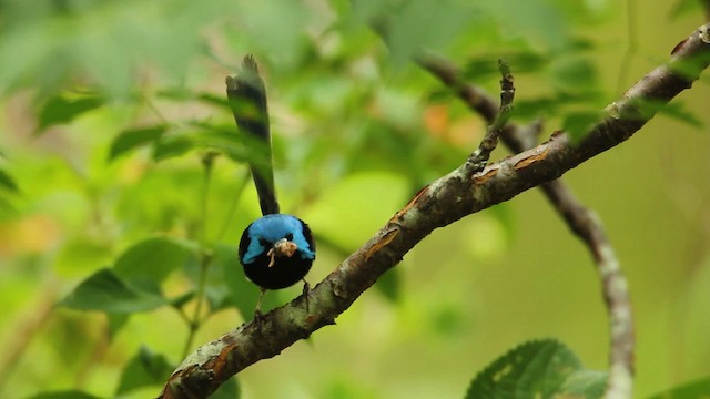 Variegated Fairywren - ML465584