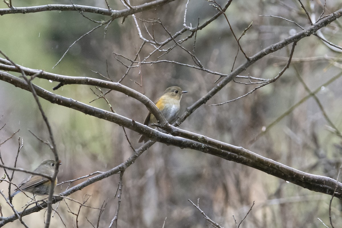 Himalayan Bluetail - ML465584931