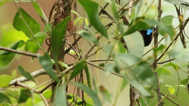 Variegated Fairywren - ML465585