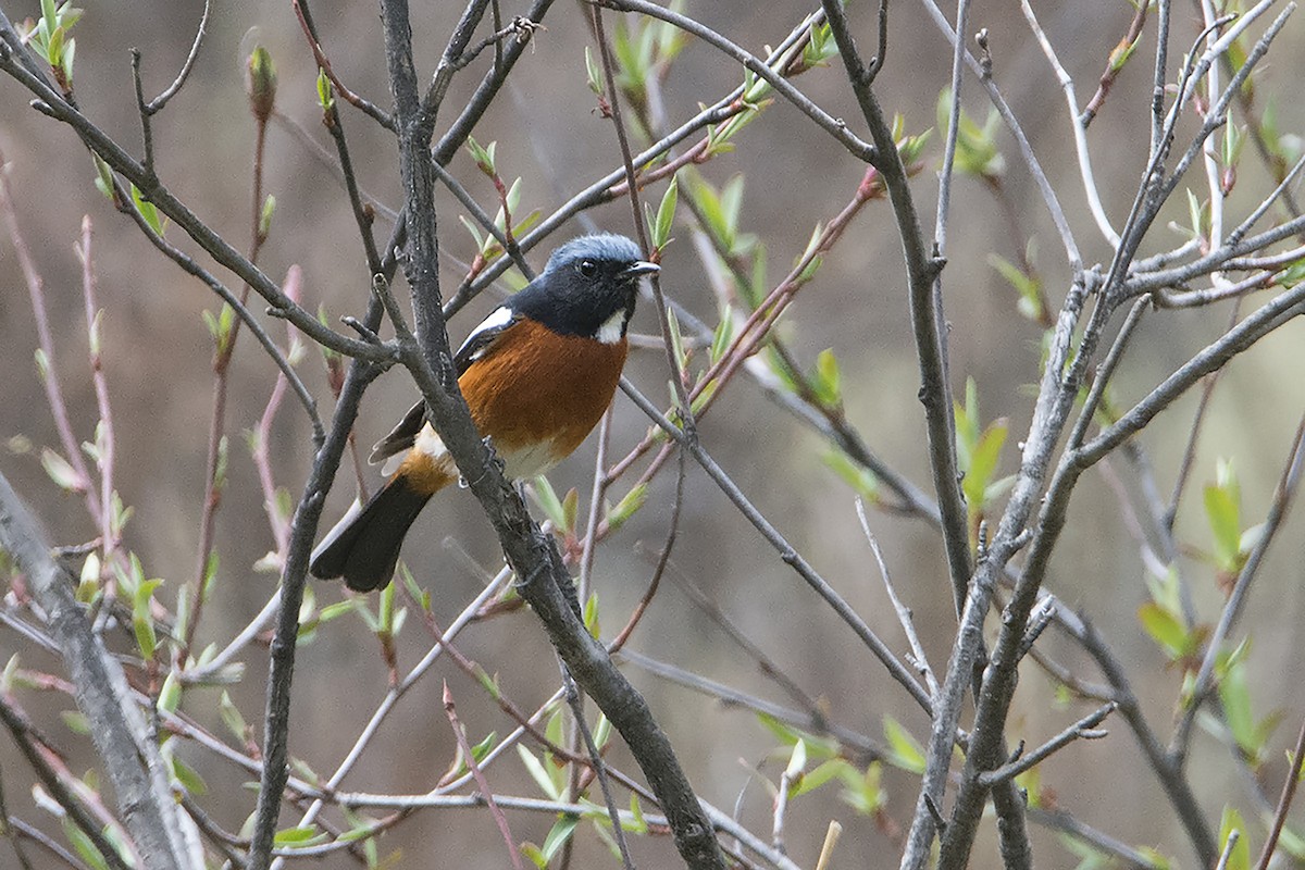 White-throated Redstart - ML465585021