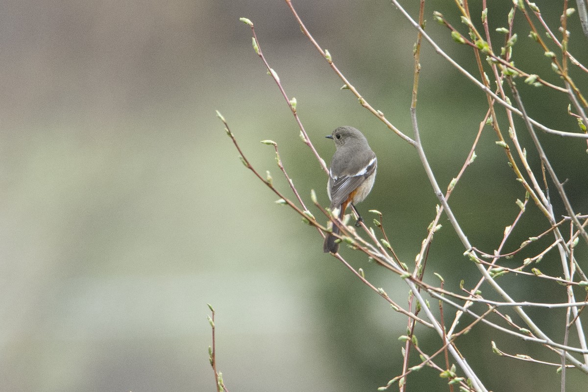 White-throated Redstart - ML465585351