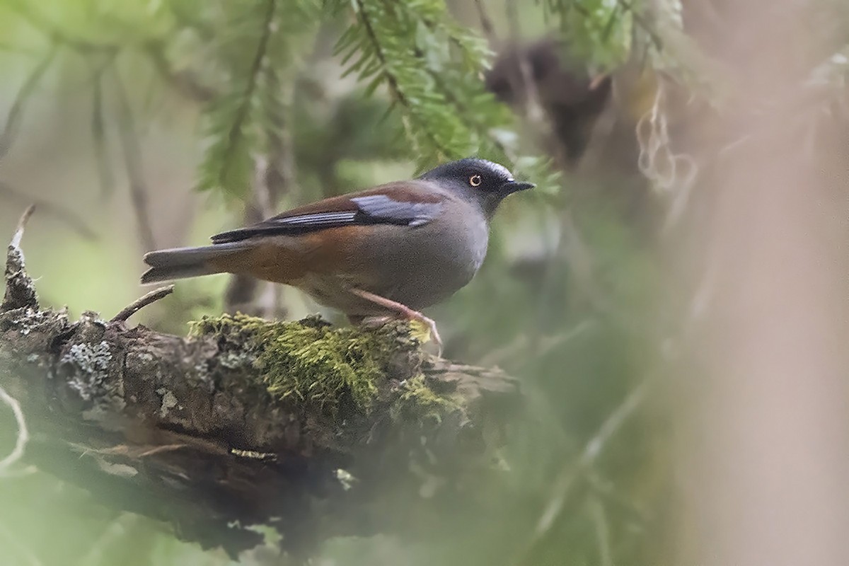 Maroon-backed Accentor - Miguel Rouco