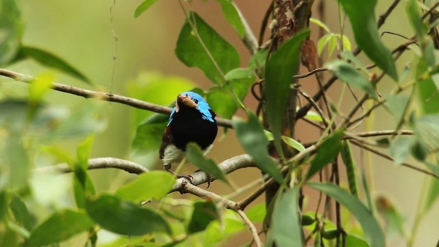 Variegated Fairywren - ML465586