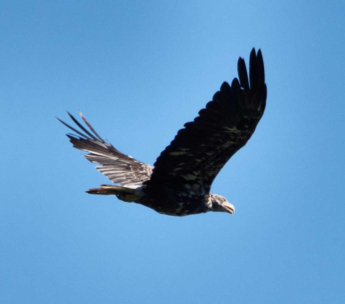 Bald Eagle - ML465586041