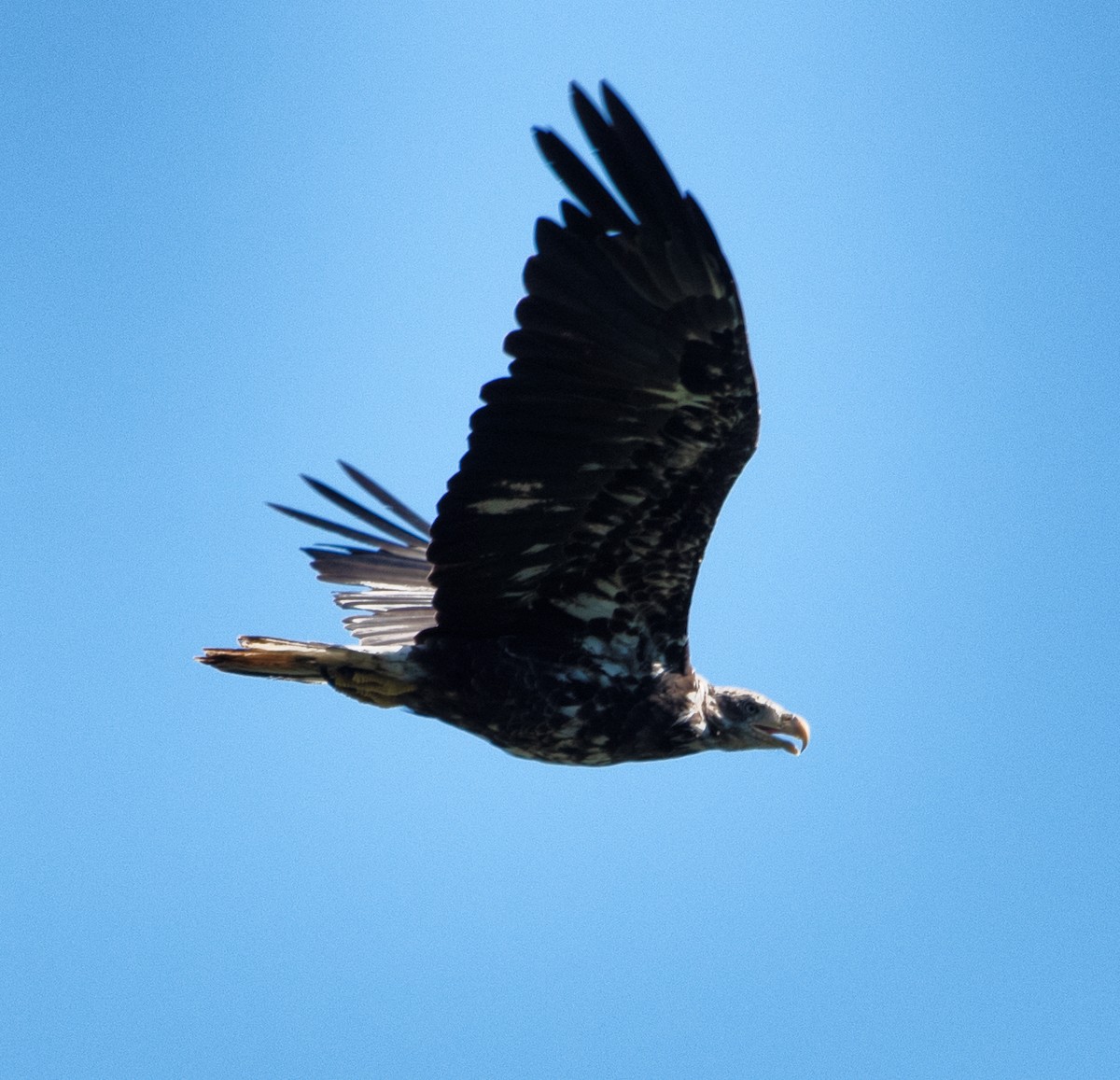 Bald Eagle - ML465586051