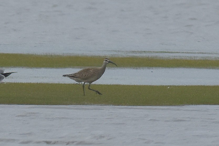 Whimbrel - ML465586071