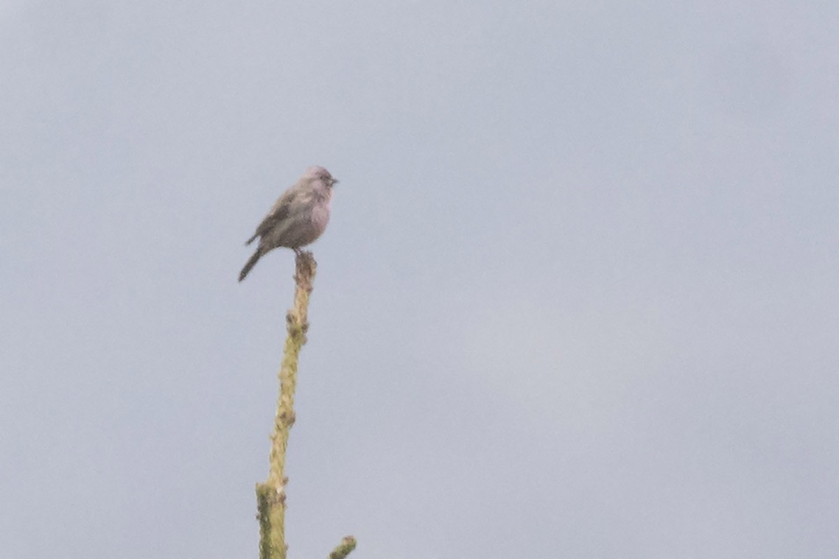 Pink-rumped Rosefinch - Miguel Rouco