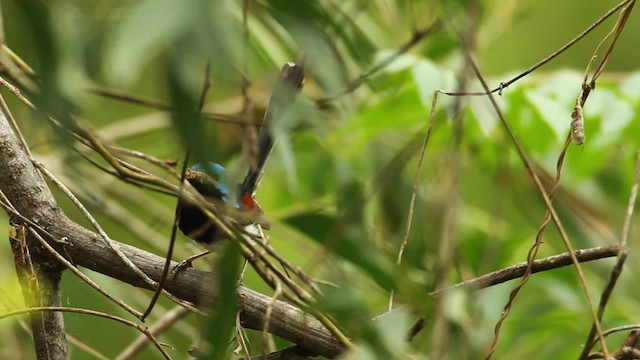 Variegated Fairywren - ML465587