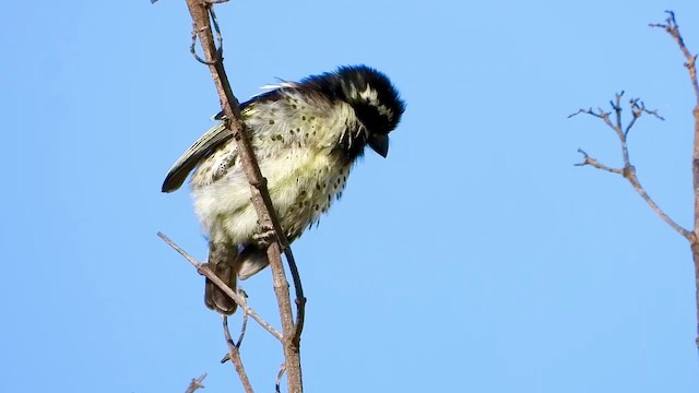 Barbican funèbre - ML465587161