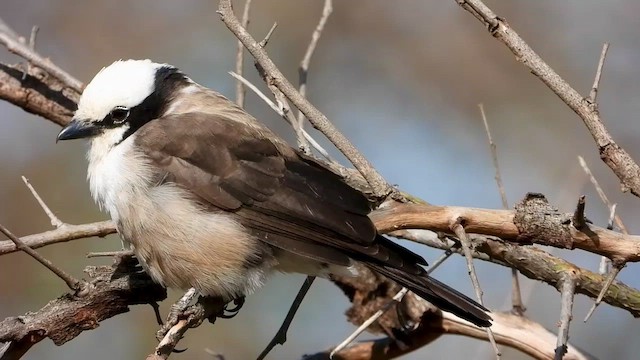 White-rumped Shrike - ML465587441