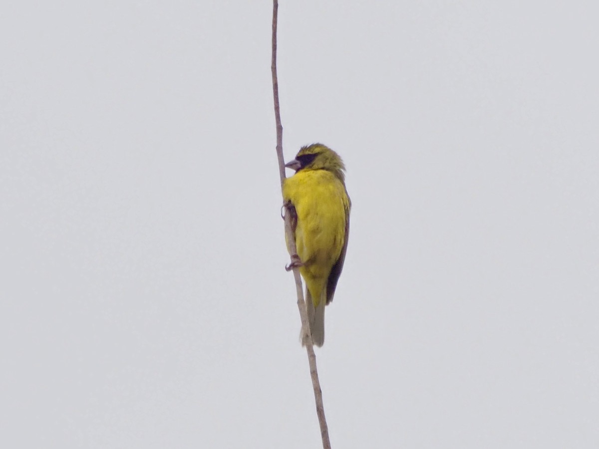 Serin d'Abyssinie - ML465587481