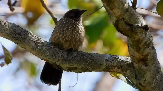 Arrow-marked Babbler - ML465587681