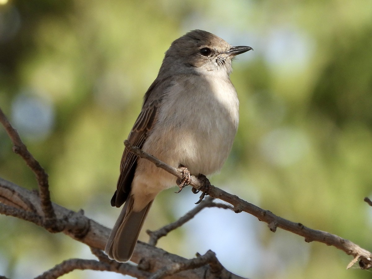 Pale Flycatcher - GARY DOUGLAS