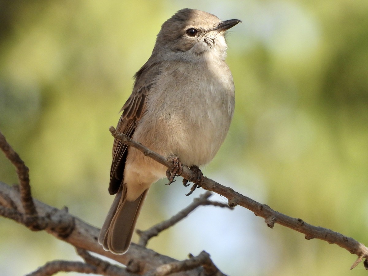 Pale Flycatcher - GARY DOUGLAS