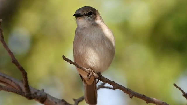 Бледная мухоловка - ML465587831