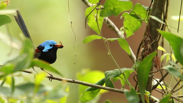 Variegated Fairywren - ML465588