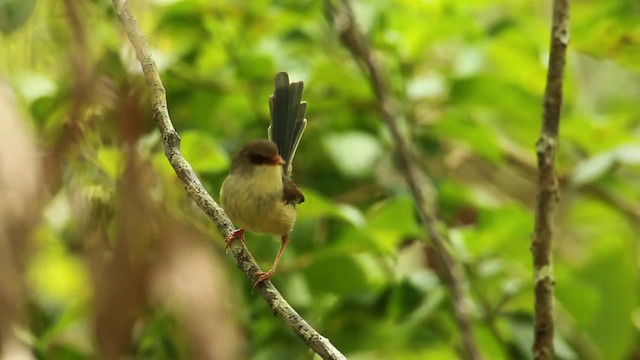 Variegated Fairywren - ML465589