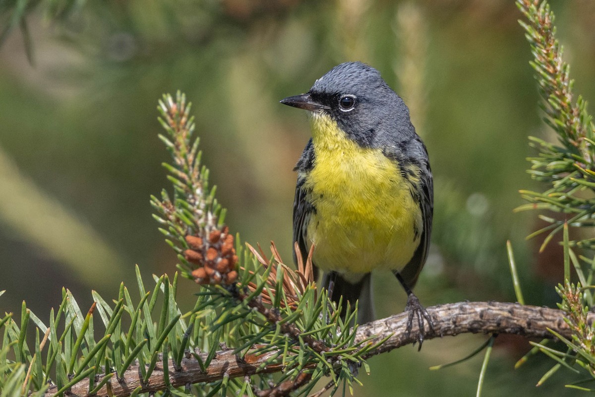 Kirtland's Warbler - County Lister Brendan