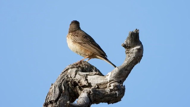 Pipit à dos uni - ML465589401