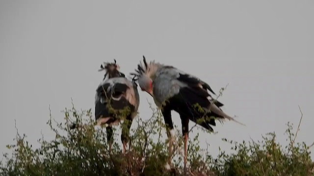 Secretarybird - ML465589651