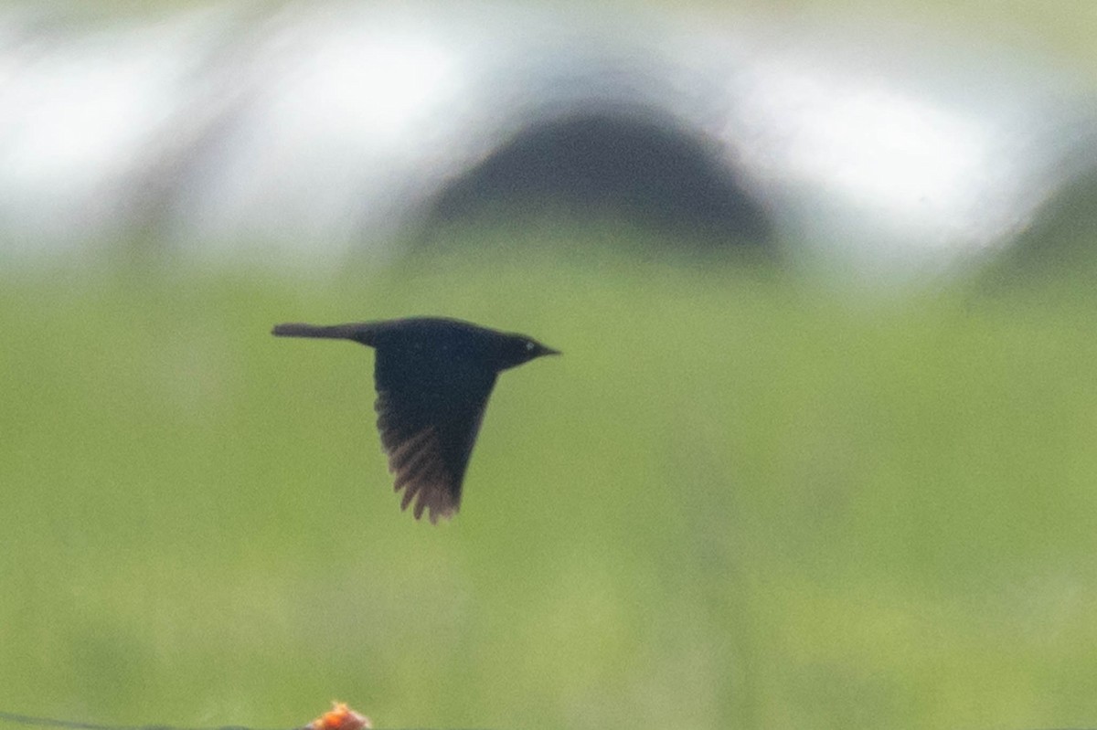 Brewer's Blackbird - ML465589861