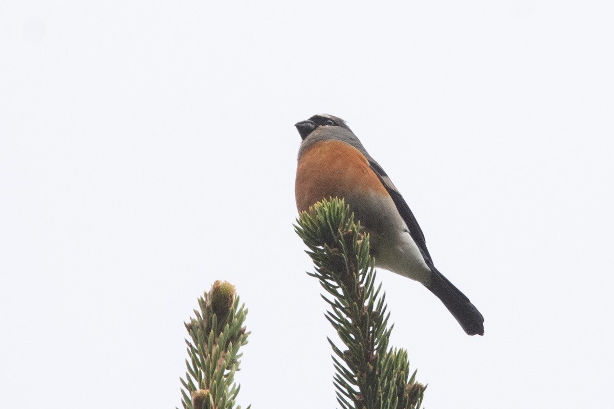 Gray-headed Bullfinch - ML465590041