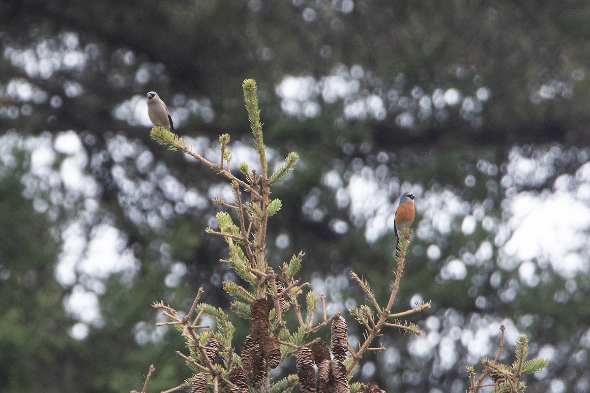 Gray-headed Bullfinch - ML465590501