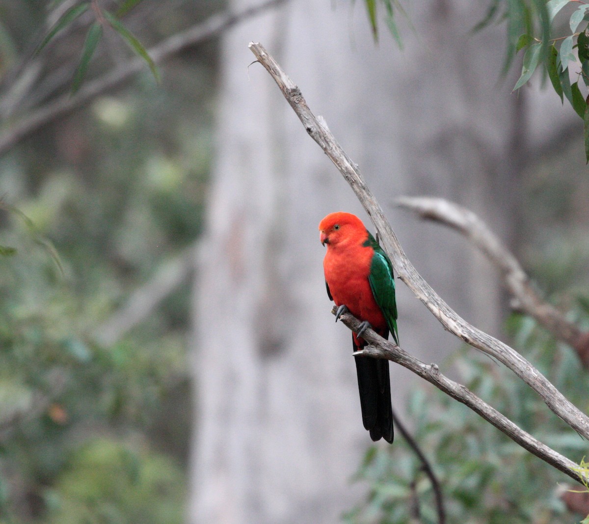 Australian King-Parrot - ML46559221