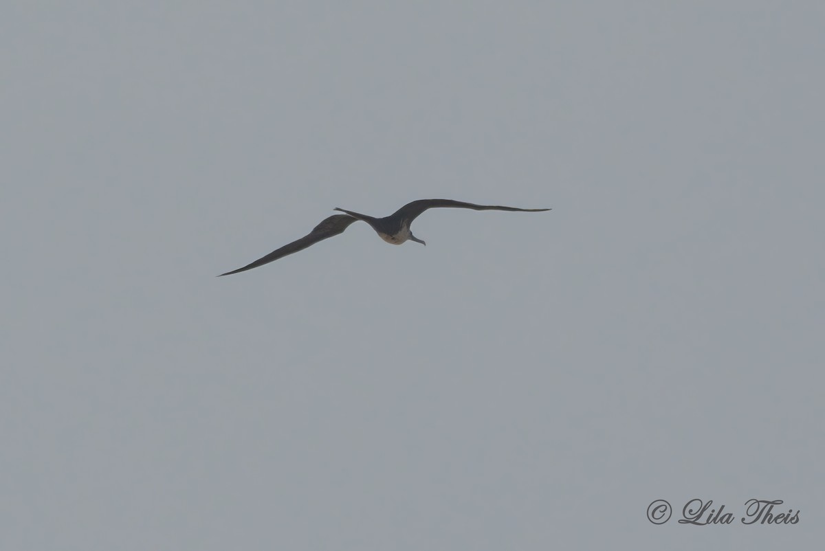 Magnificent Frigatebird - ML465593291