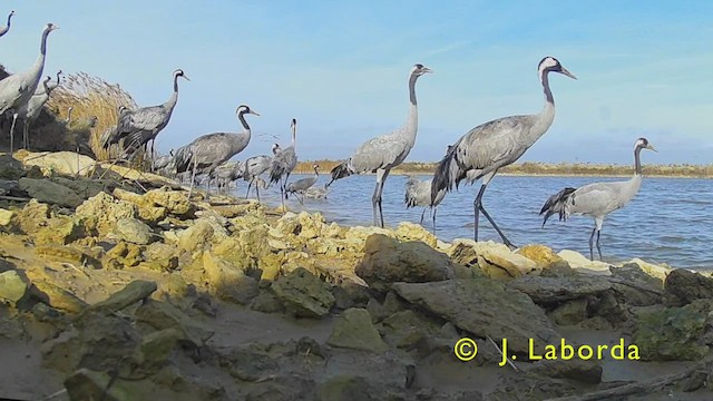 Common Crane - ML465593701