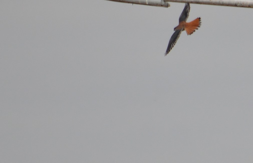 American Kestrel - ML465593831