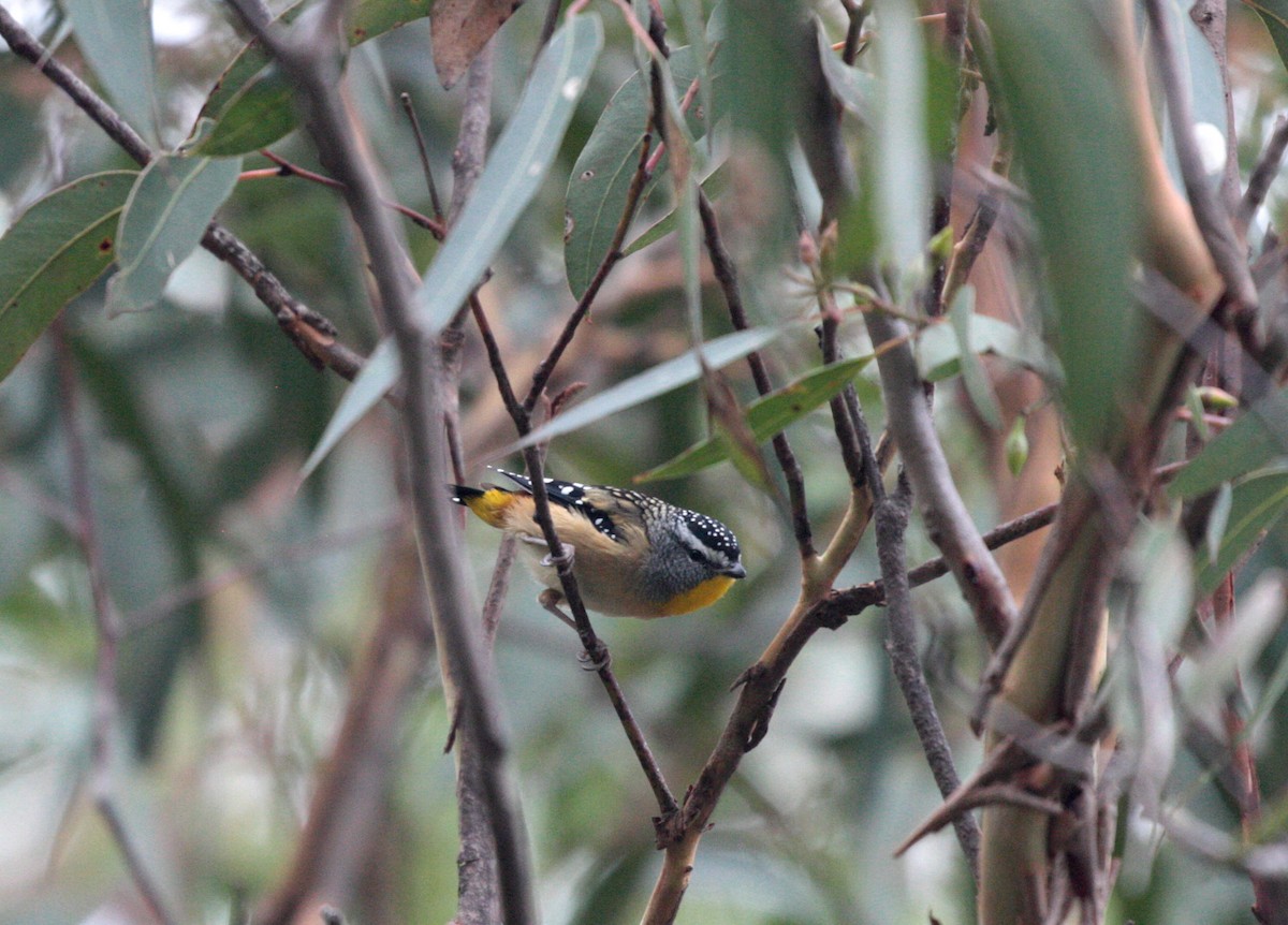 Spotted Pardalote - ML46559391