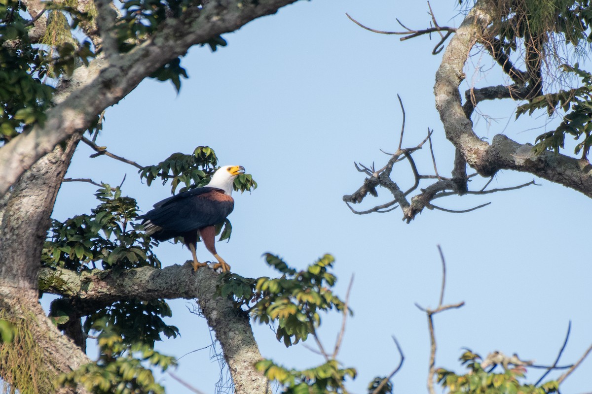 African Fish-Eagle - ML465595061