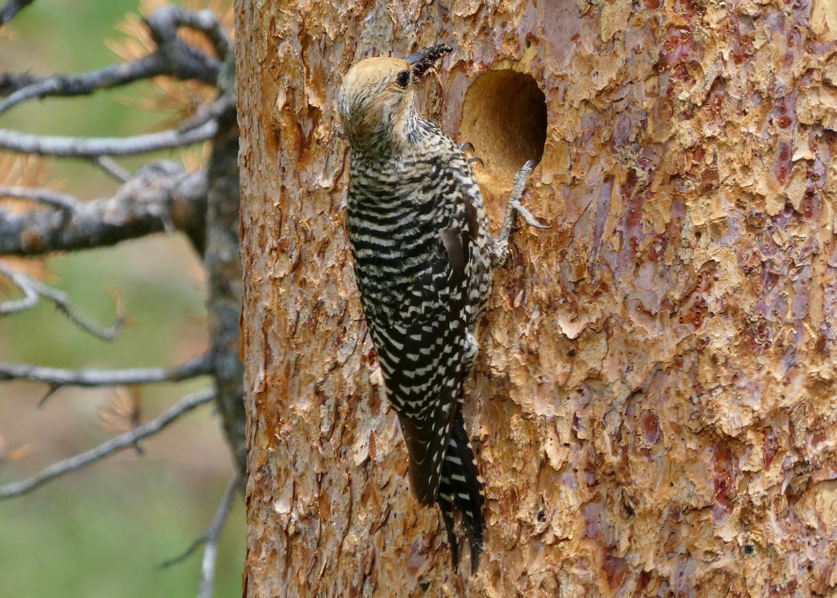 Williamson's Sapsucker - David Assmann