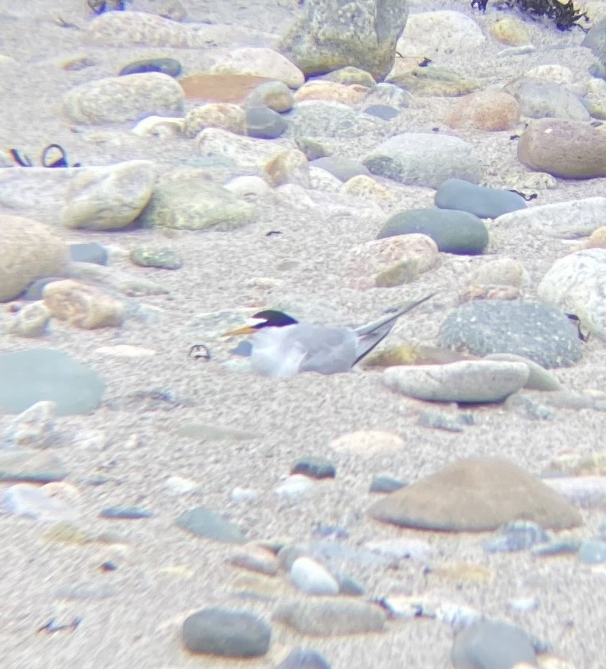 Least Tern - Alex Burke