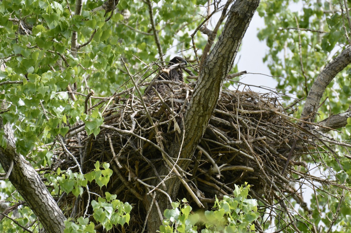 Bald Eagle - ML465598531