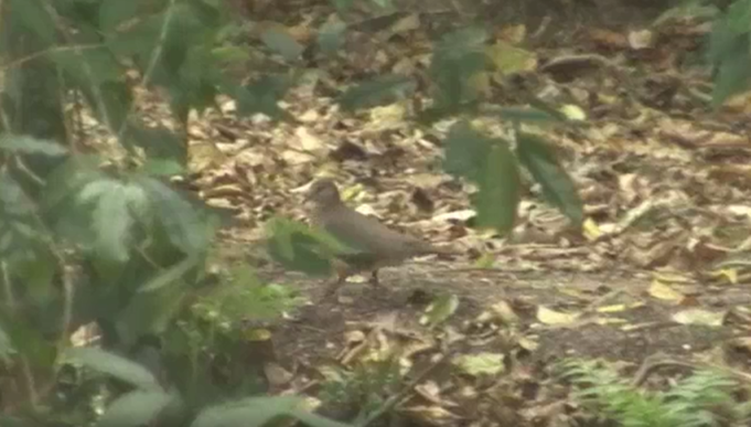 Gray-headed Dove (Gray-headed) - ML465600751