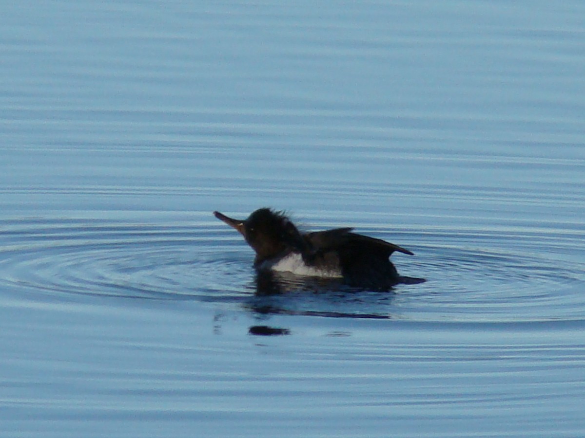 Hooded Merganser - ML465601331