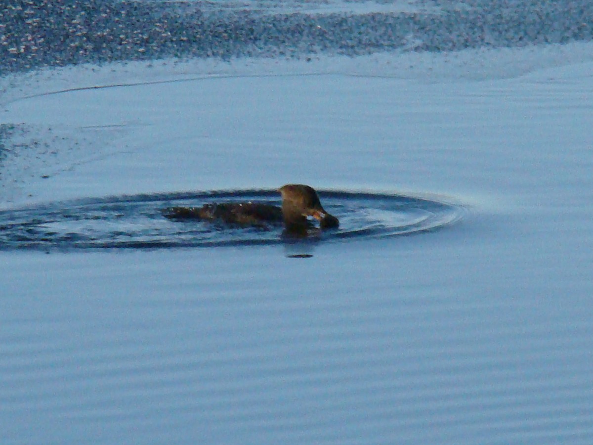 Hooded Merganser - ML465601341