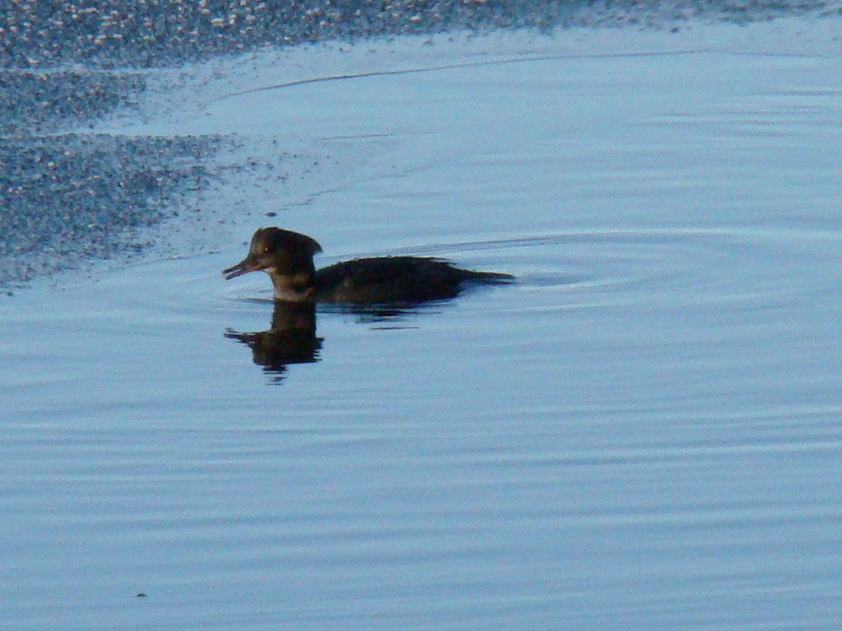 Hooded Merganser - ML465601351