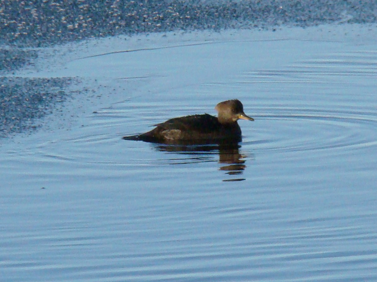Hooded Merganser - ML465601361