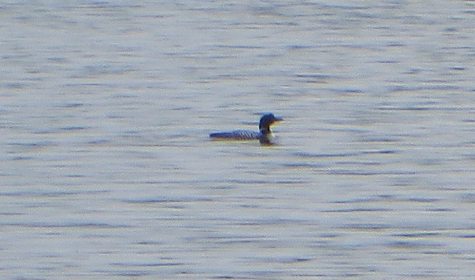 Common Loon - Gordon Johnston