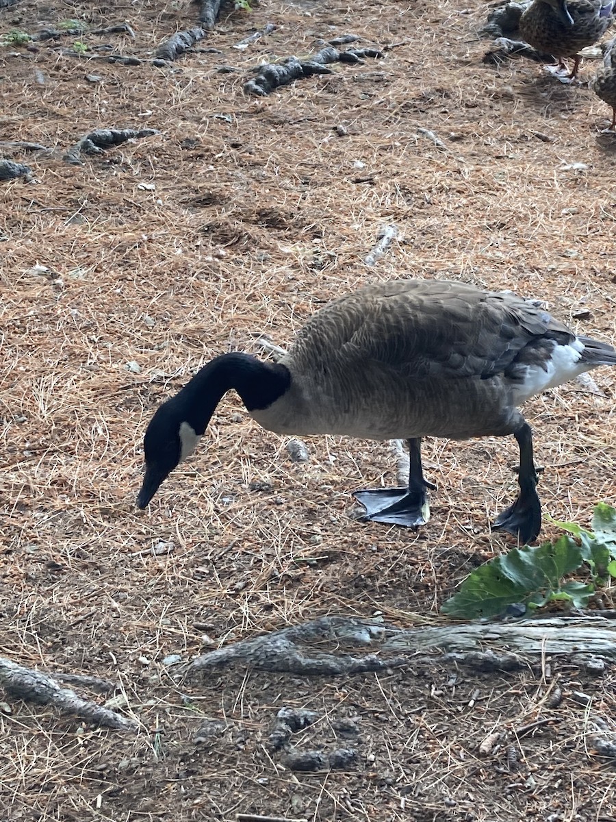 Canada Goose - ML465601821