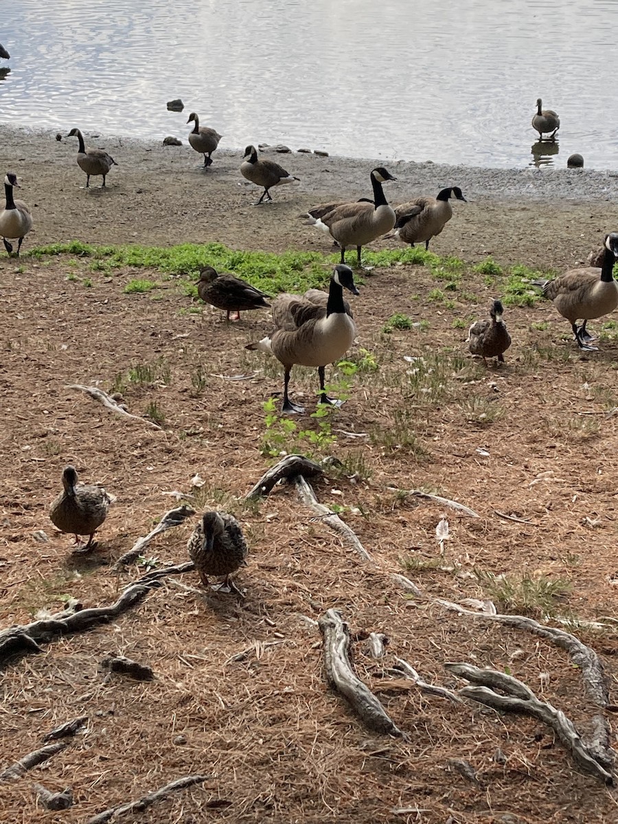 Canada Goose - ML465602141