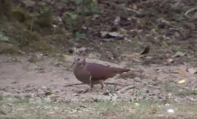 White-faced Quail-Dove - Josep del Hoyo