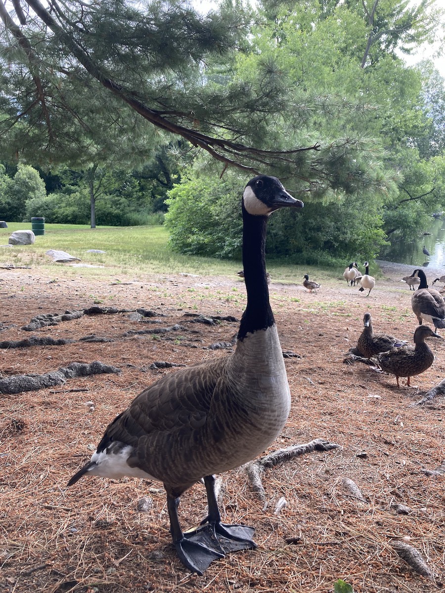 Canada Goose - ML465602471