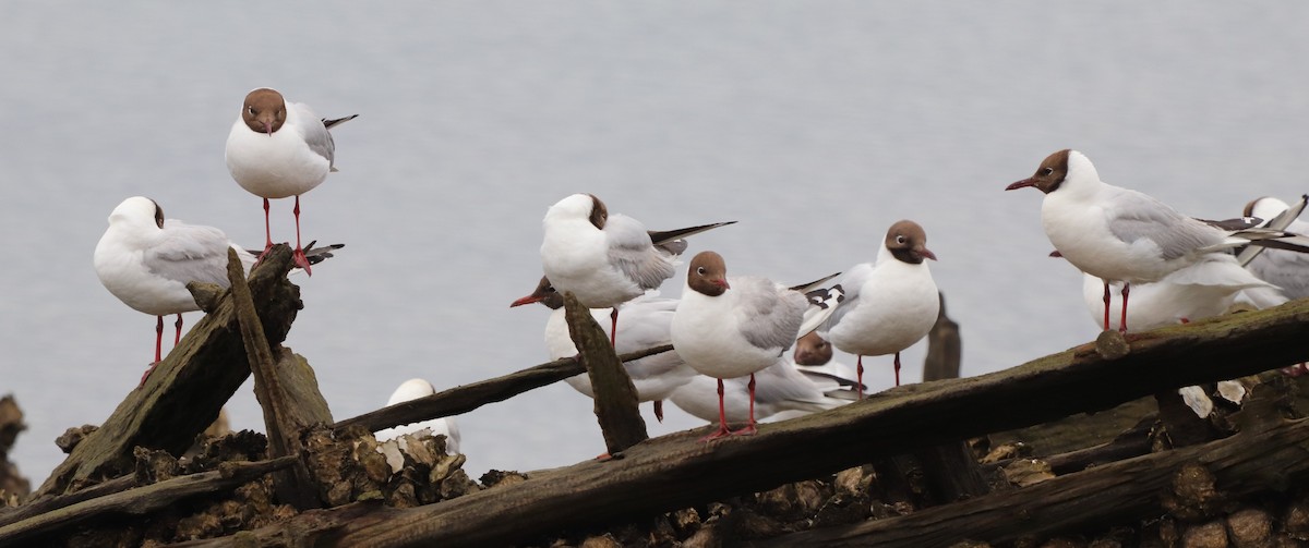 Black-headed Gull - ML465602921