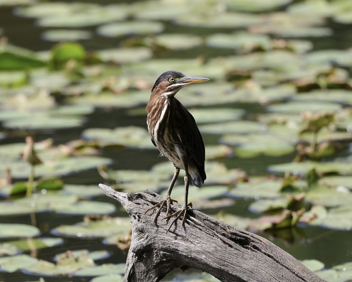 Green Heron - ML465603031