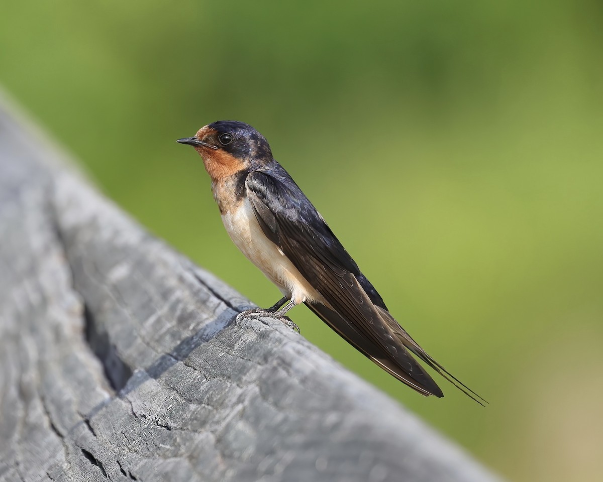 Barn Swallow - ML465603091